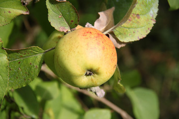 Pomme
