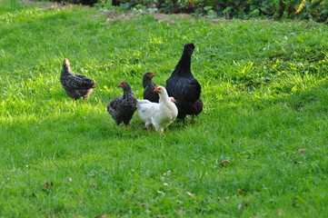 Freilaufende Hühner