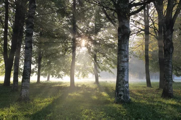 Foto op Aluminium misty forest in the morning early autumn © Ingus Evertovskis