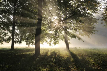  misty forest in the morning early autumn © Ingus Evertovskis