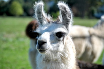 White Alpaca © Bill