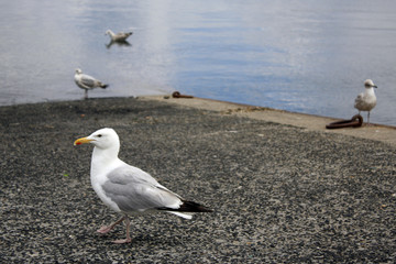 mouettes sur le port
