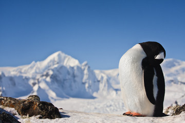 Obraz premium Penguin on the rock