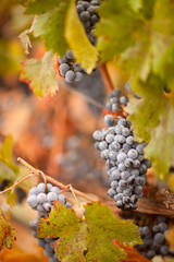Lush, Ripe Wine Grapes with Mist Drops on the Vine