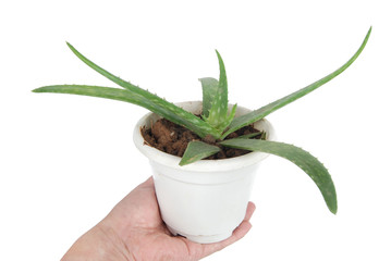 aloe plant on hand