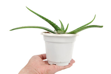 aloe plant on hand