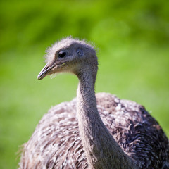 ostrich
