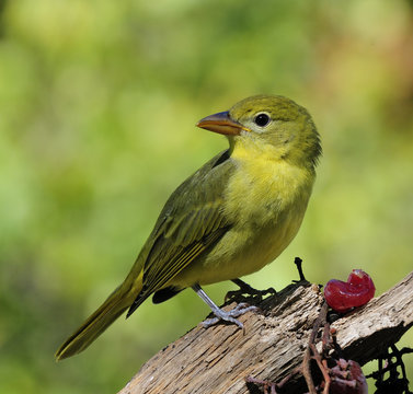 Summer Tanager (female) & Grapes