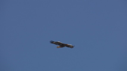 Flight of a sea eagle