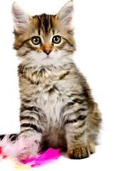 Obraz premium Siberian kitten