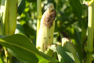 Ear of corn on a stalk