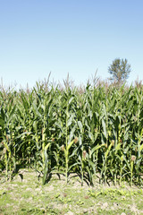 Corn Field