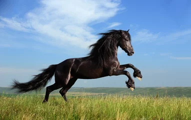 Foto op Plexiglas mooi zwart paard dat op het veld speelt © dozornaya