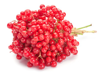 Viburnum berry