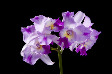 cattleya