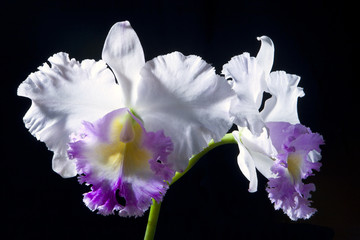 cattleya