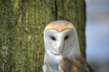 Lovely close up of barn owl with superb detail