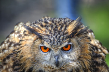 Superb close up of European Eagle Owl with bright orange eyes an