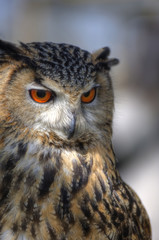Superb close up of European Eagle Owl with bright orange eyes an