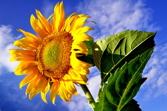 Fototapeta słonecznik