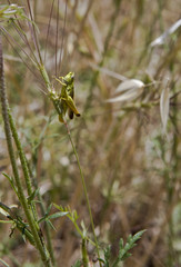 Saltamontes verde