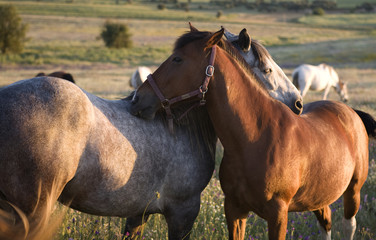 Caballos rascándose