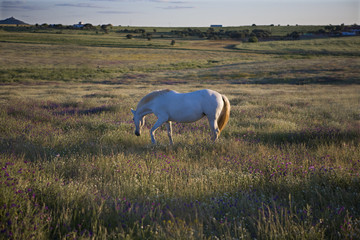 Caballo blanco pastando