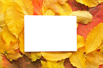 Naklejka na ściany i meble Blank card with fall leaves