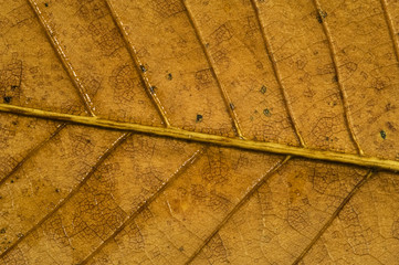 Autumn leaf macro detail