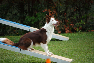 Border Collie Agility Dog