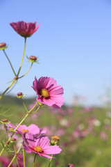 コスモス
