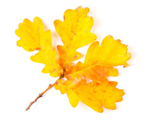 Autumn yellow leaves isolated on white background