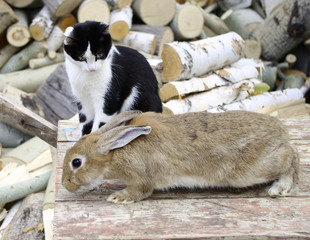 cat and rabbit