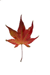 Autumn leaf close up isolated on white