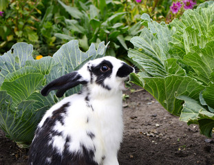 rabbit eats cabbage