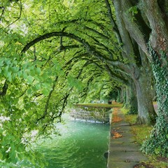 romantische Allee - Bodensee
