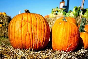 Kürbis fürs Halloween