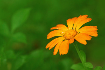 ringelblume