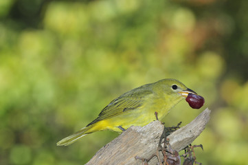 Summer Tanager (female) & Grapes