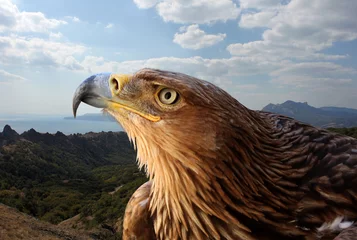 Foto auf Acrylglas Adler Steinadler über bergiger Landschaft