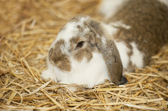 Lapin belier