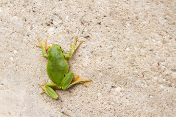climbing tree frog
