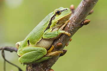 hanging tree frog