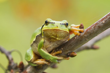 hanging tree frog
