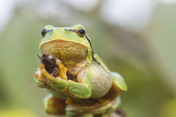hanging tree frog
