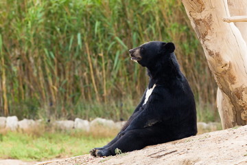 Naklejka premium Bear sit resting