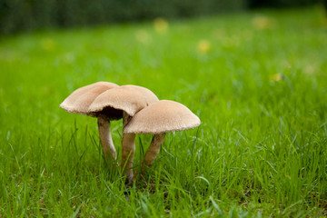 Three mushrooms growing
