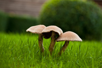Mushrooms on the lawn