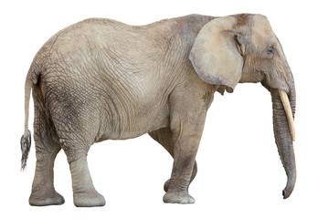Fototapeta na wymiar Afrykański słoń