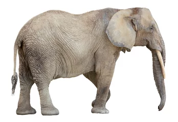 Zelfklevend Fotobehang Afrikaanse olifant knipsel © Valerii Kaliuzhnyi
